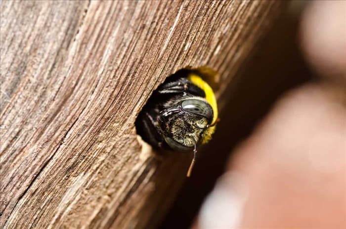7 мер, которые необходимо принять, если на стене появились пчелы