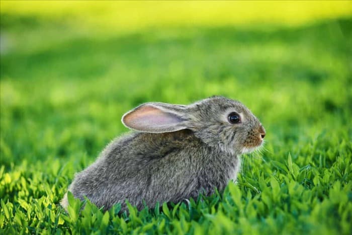 Как отучить кроликов рыть норы на вашем участке
