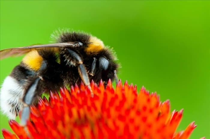 7 мер, которые необходимо принять, если на стене появились пчелы