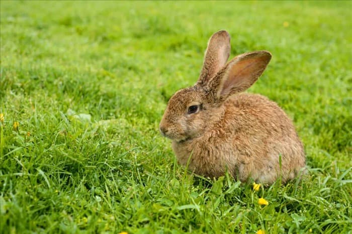 Как отучить кроликов рыть норы на вашем участке