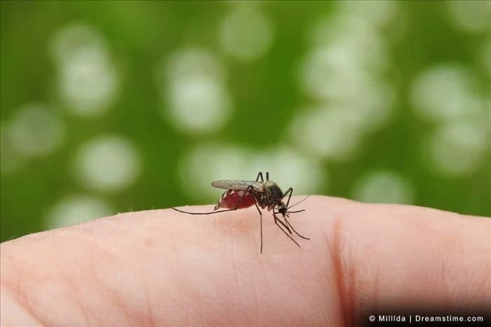 Действительно ли комаров привлекает свет?