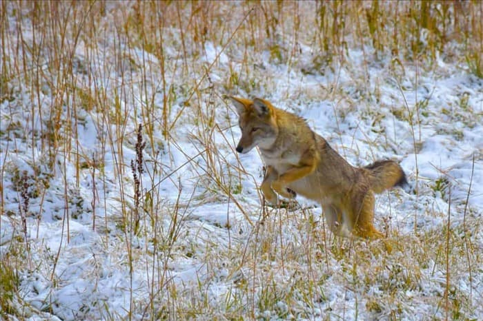 Как койоты на самом деле прыгают через заборы (и почему они это делают)
