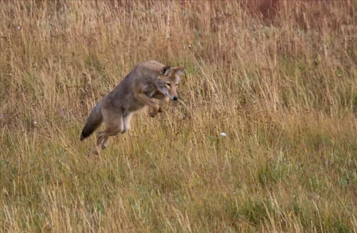 Как койоты на самом деле прыгают через заборы (и почему они это делают)