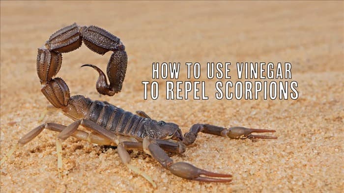 Уксус: как с его помощью избавиться от скорпионов
