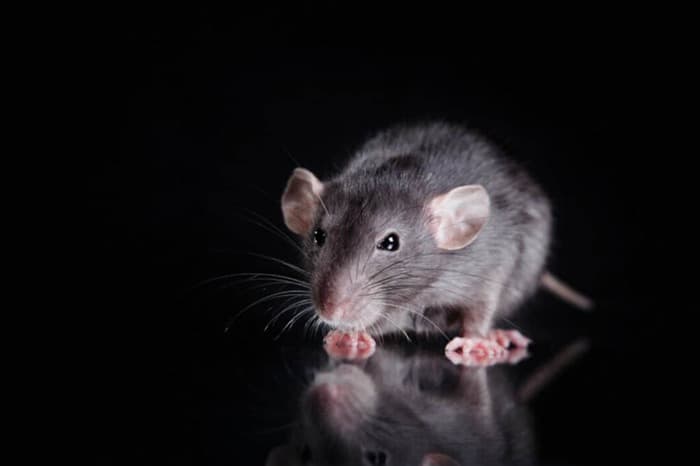 9 простых советов по защите гаража от крыс