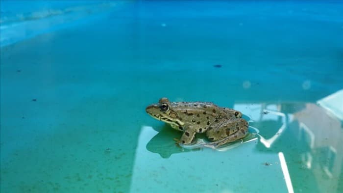 7 простых советов, как не допустить лягушек в бассейн