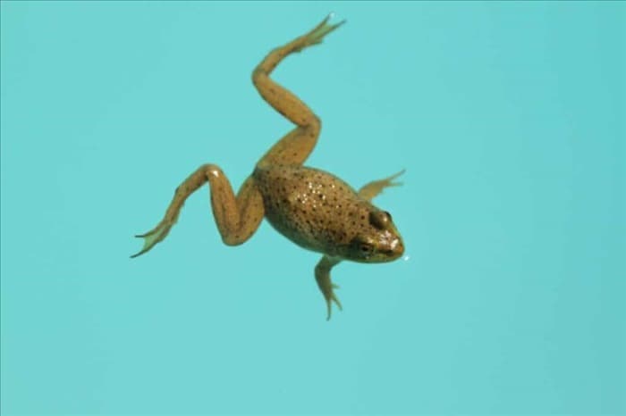 7 простых советов, как не допустить лягушек в бассейн