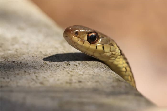 8 способов навсегда отвадить подвязочных змей