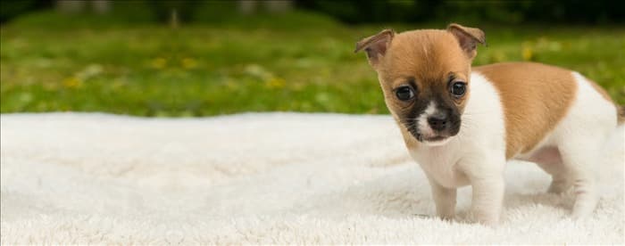 Любят ли собаки мягкие одеяла?