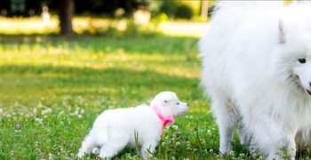 Помнят ли собаки своих родителей