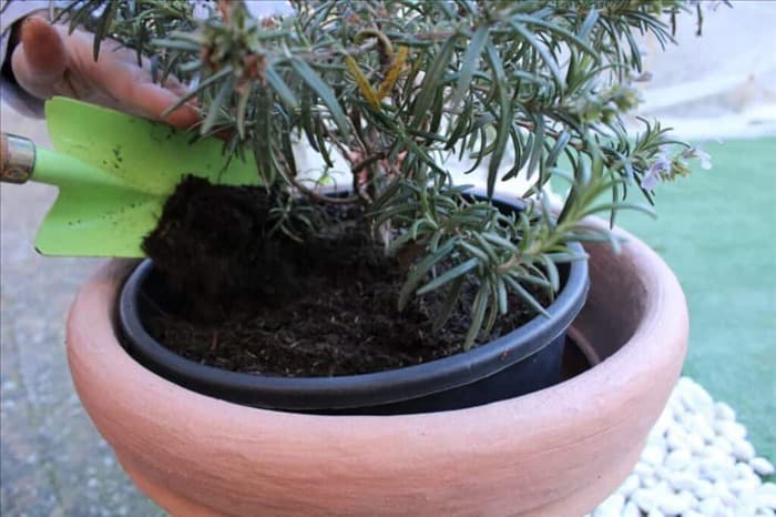 11 советов по избавлению от мучнистых жуков на комнатных растениях