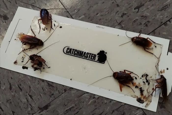 Как избавиться от американских тараканов: простое руководство по борьбе