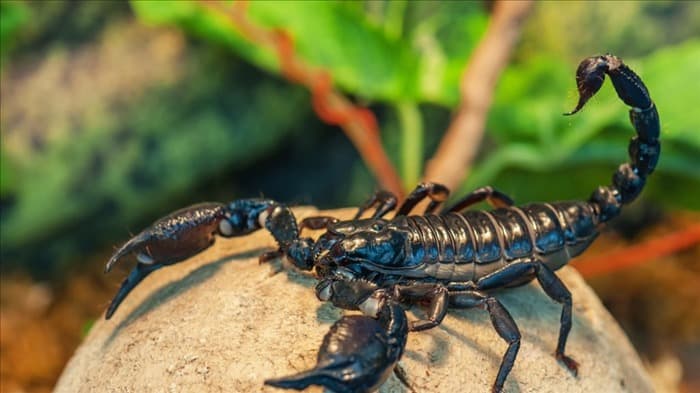 Как избавиться от скорпионов | Полное руководство