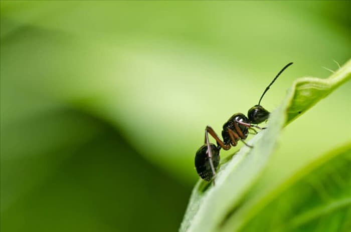 6 эффективных способов избавиться от муравьев в ночное время