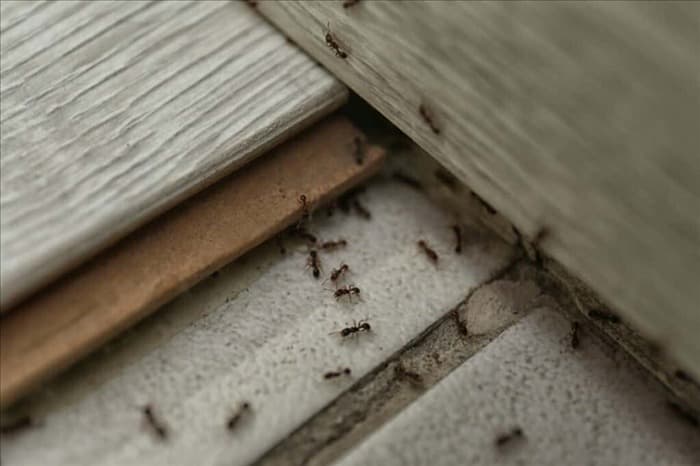 6 эффективных способов избавиться от муравьев в ночное время