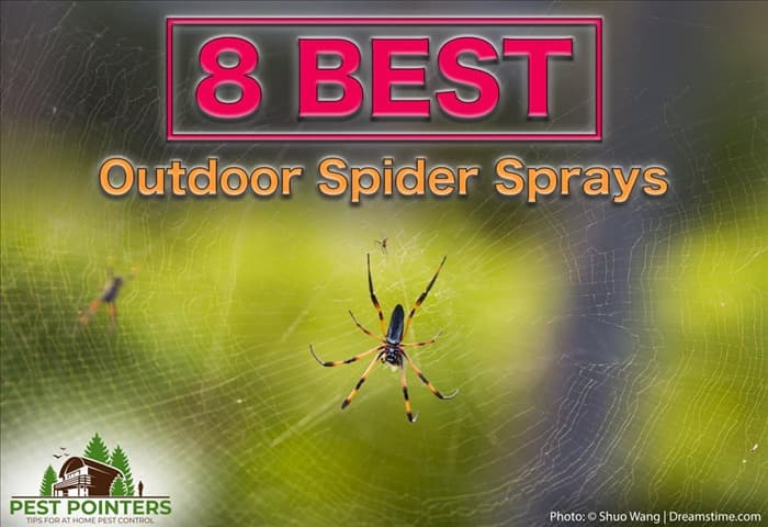 8 лучших спреев от пауков для наружного применения и как их использовать