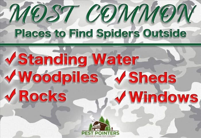 8 лучших спреев от пауков для наружного применения и как их использовать