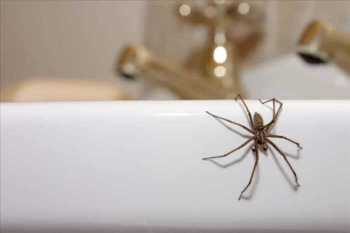 11 способов не допустить пауков в душ и ванную комнату