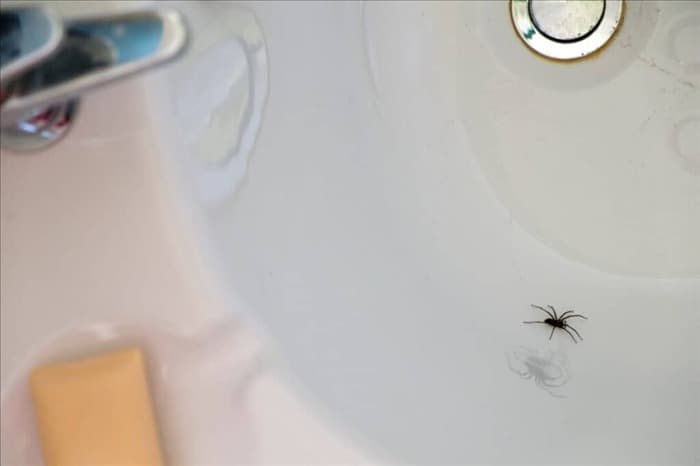 11 способов не допустить пауков в душ и ванную комнату