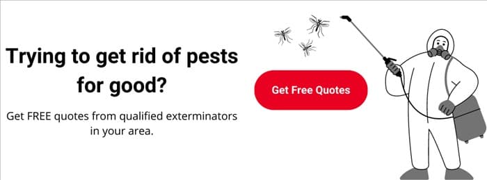 Как избавиться от восточных тараканов: простая борьба с черными тараканами