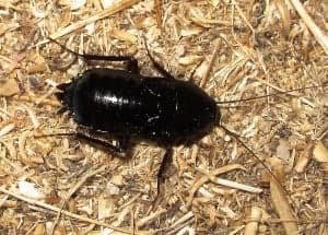 Как избавиться от восточных тараканов: простая борьба с черными тараканами