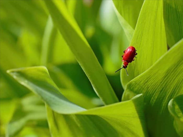 8 простых способов избавиться от личинок жуков-листоедов