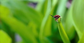 8 простых способов избавиться от личинок жуков-листоедов