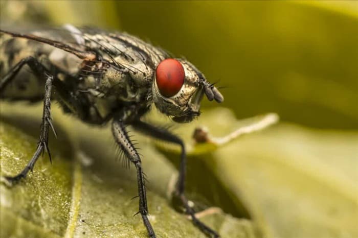 8 вещей, привлекающих мух в ваш дом, и способы их устранения