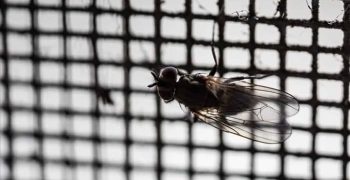 Почему на окнах появляются мухи (и как с ними бороться)