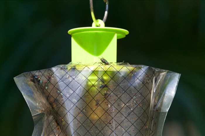 Топ-6 способов избавиться от домашних мух зимой