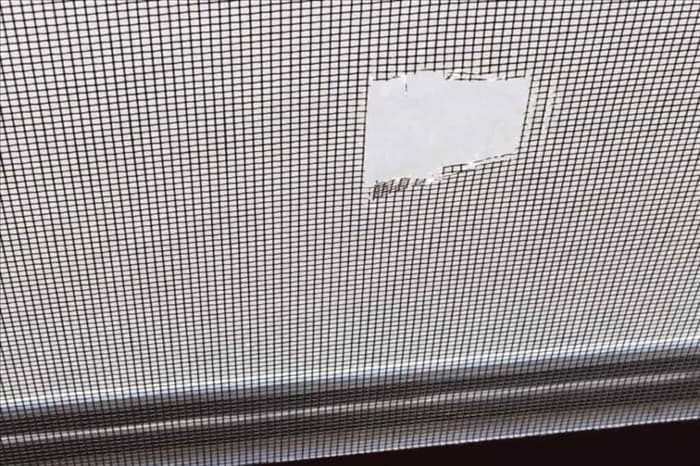 Почему у вас на окнах мухи (и как с ними бороться)