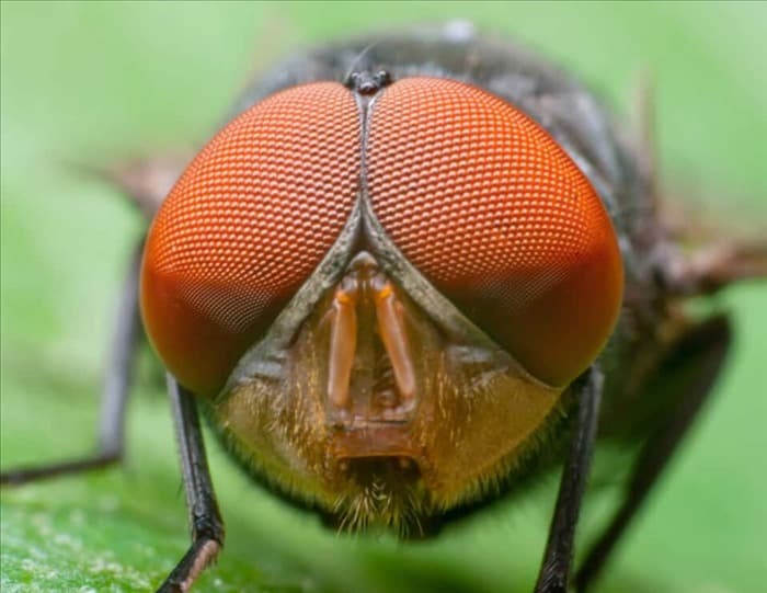 Цитронелла: почему она отпугивает мух и как ее использовать