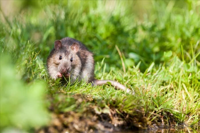 8 причин, по которым в вашем саду водятся крысы (и как от них избавиться)