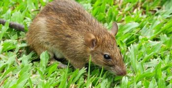 8 причин появления крыс в вашем саду (и как от них избавиться)