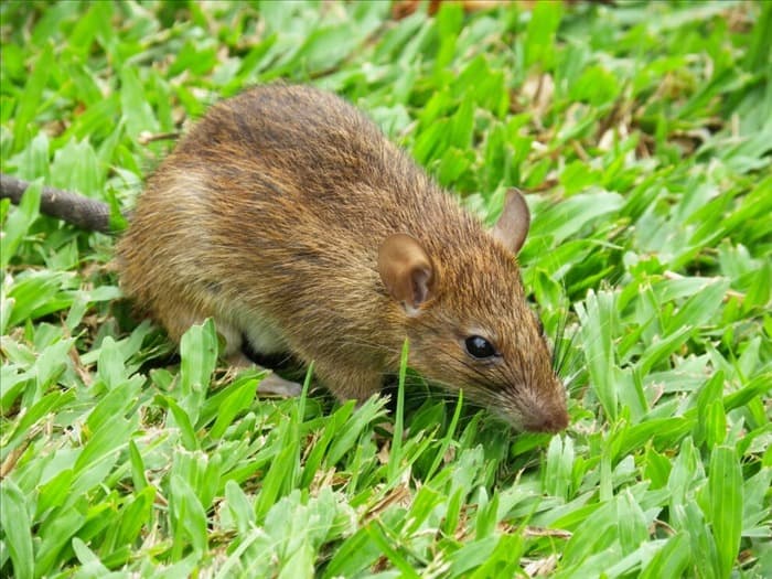 8 причин, по которым в вашем саду водятся крысы (и как от них избавиться)