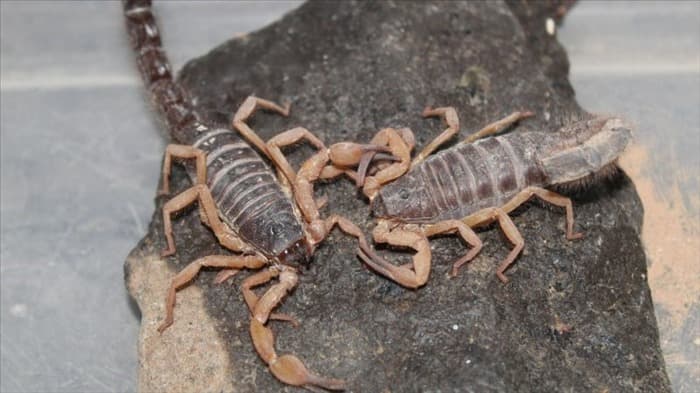 Как избавиться от детенышей скорпионов в моем доме | Важные факты!