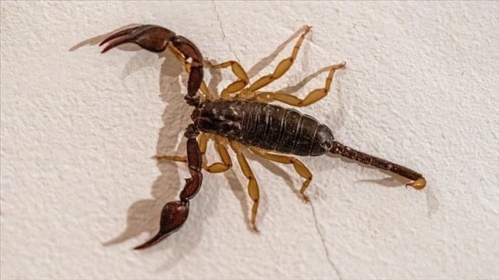 Как избавиться от детенышей скорпионов в моем доме | Важные факты!