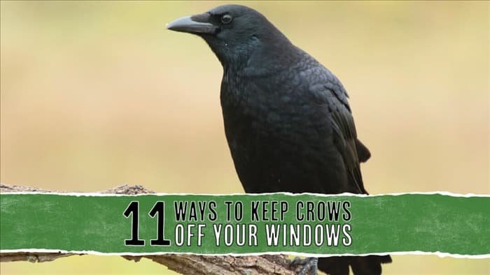 11 простых советов, чтобы навсегда отвадить ворон от ваших окон