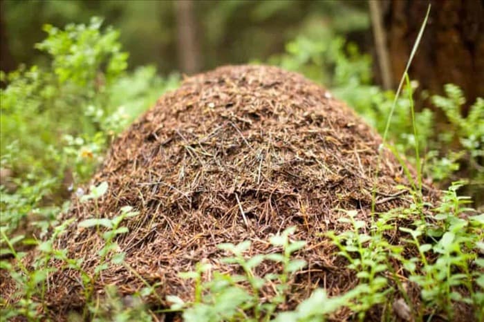 3 причины появления муравейников в саду (советы по избавлению от них)