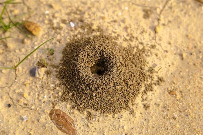 3 причины появления муравейников в саду (советы по избавлению от них)