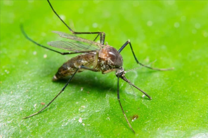 9 запахов, которые ненавидят комары (и как их использовать)