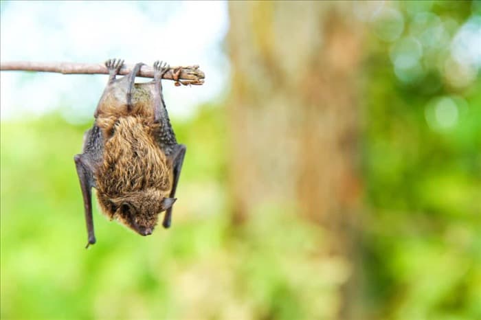 7 лучших способов отпугивания летучих мышей от деревьев