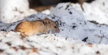 Сушильные листы: вот как использовать их в качестве натурального средства для отпугивания мышей