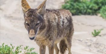 11 лучших способов навсегда отвадить койотов от вашего двора