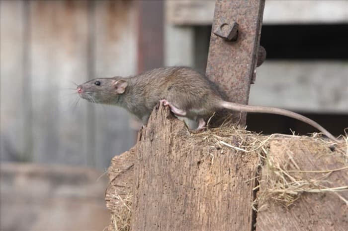 8 звуков, которые отпугнут крыс (и удержат их на расстоянии).