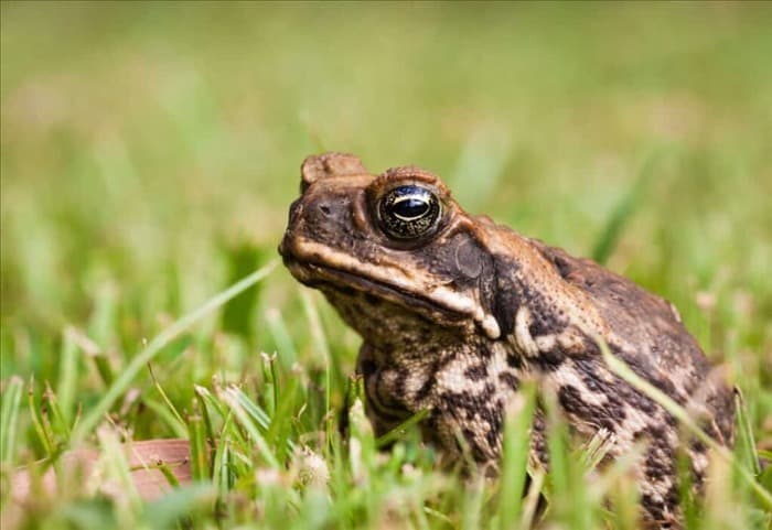 7 способов предотвратить появление жаб и лягушек в цветочных горшках