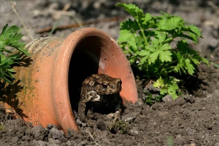 7 способов предотвратить появление жаб и лягушек в цветочных горшках