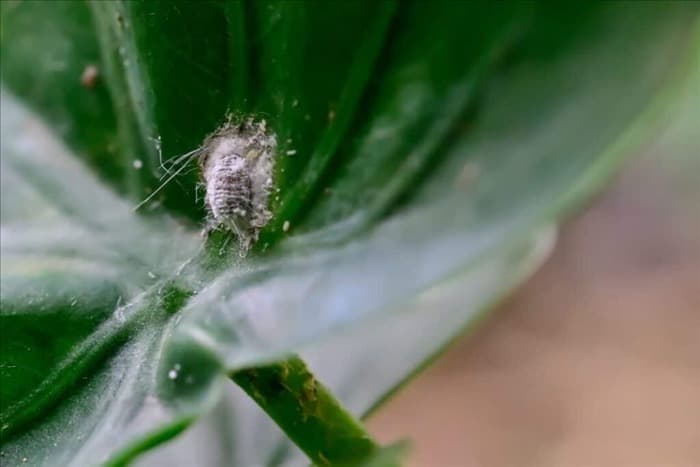 6 растений, которые любят мучные жуки (посадите вместо них эти)