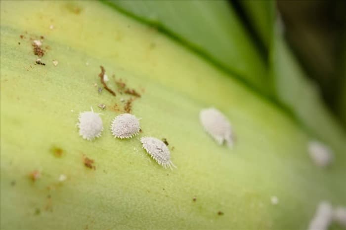 6 растений, которые любят мучные жуки (посадите вместо них эти)