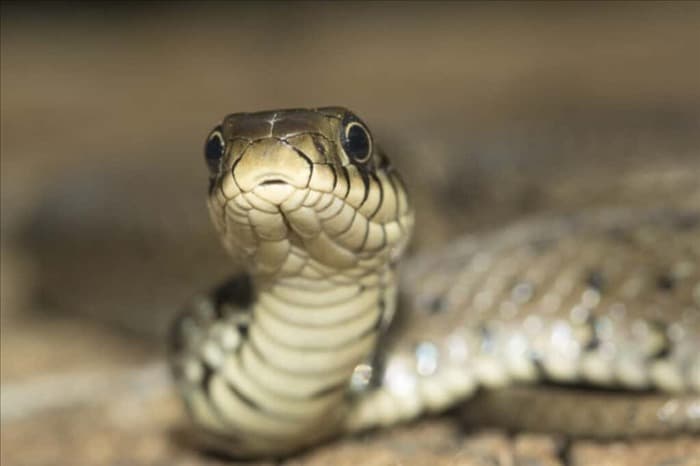 4 причины, по которым одна змея не всегда означает наличие другой